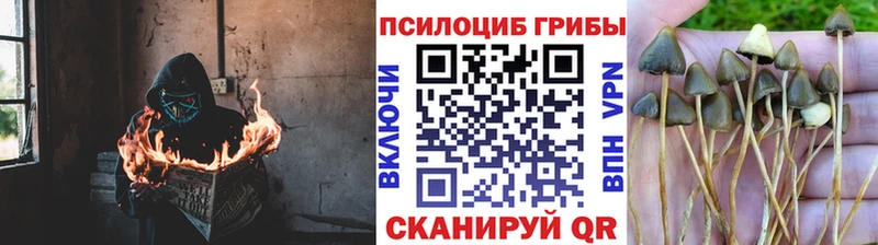 купить  цена  Ворсма  Галлюциногенные грибы GOLDEN TEACHER 